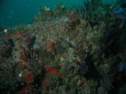 Small fish on a small reef on a wreck of the ashkabad off... by Chuck Duran 